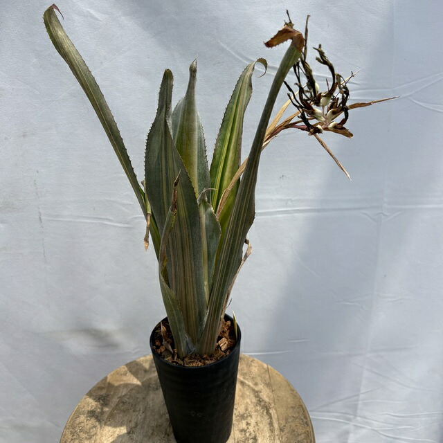 (現品) ビルベルギア 'ウィンディ' 斑入り (No.62697) (観葉植物 おしゃれ 壁掛け インテリア ミニ 小型 大型 吊り下げ 室内 タンクブロメリア Billbergia 'Windii' variegata)｜エアープランツ専門店 B＆L 8,118円
