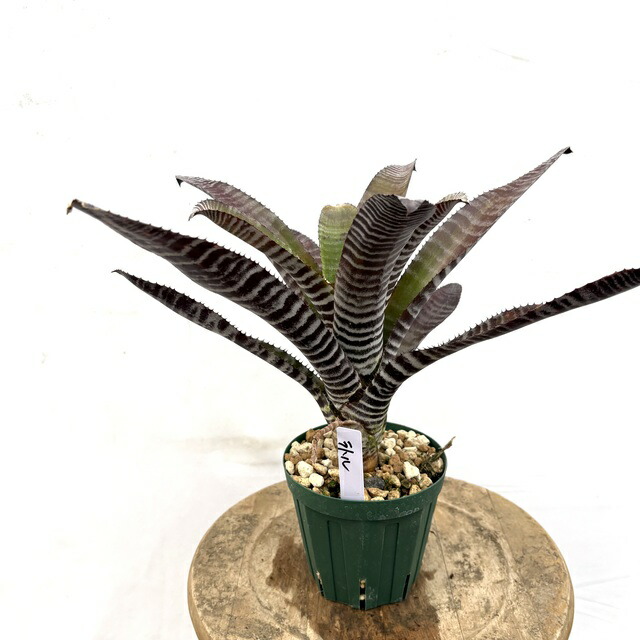 (現品) エクメア 'ラトルスネークシャーク' (No.62251) (観葉植物 おしゃれ 壁掛け インテリア ミニ 小型 大型 吊り下げ 室内 タンクブロメリア チャンティニー chantinii Aechmea 'Rattlesnake Shark')｜エアープランツ専門店 B＆L