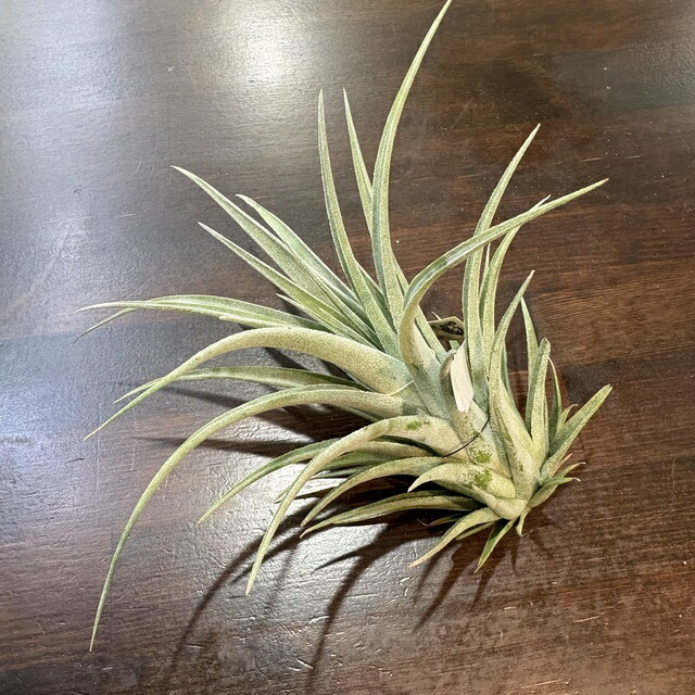 楽天市場】(現品) チランジア (ビーコレアーレ × ディグエッティ) (No