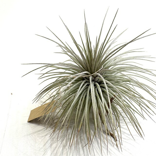 楽天市場】(現品) チランジア 'サマンサ' (No.22298) (エアープランツ