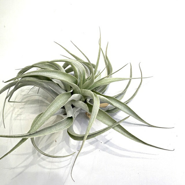 楽天市場】エアプランツ チランジア カクティコラ ロングフォーム