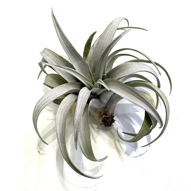 楽天市場】(現品) チランジア ヒルダエ (No.22147) (エアープランツ