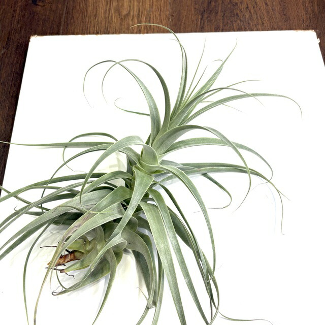 楽天市場】チランジア ストラミネア M size (エアープランツ