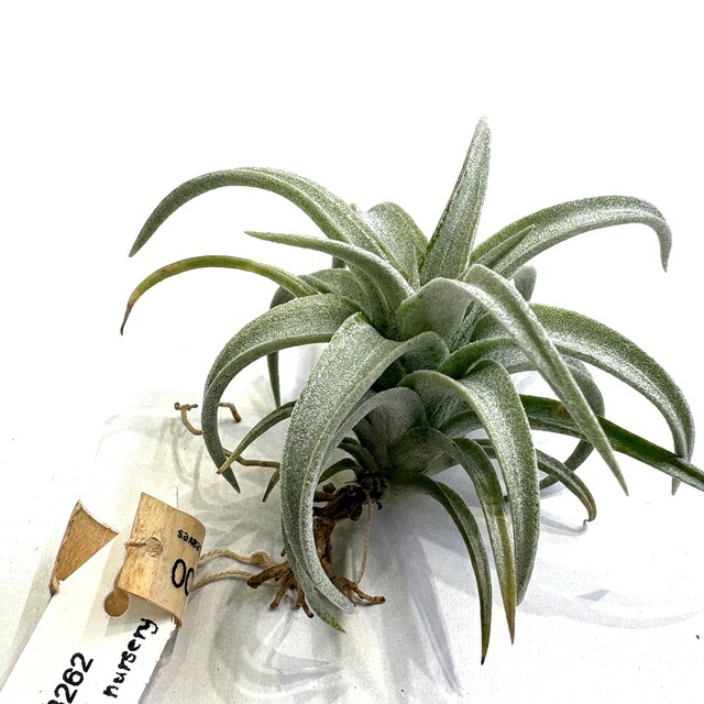 楽天市場】(現品) チランジア 'ティムズ ロイヤルトレジャー' (No