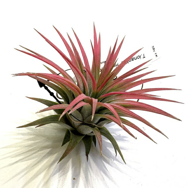 楽天市場】(現品) チランジア イオナンタ 'メキシカンゼブラ' (No