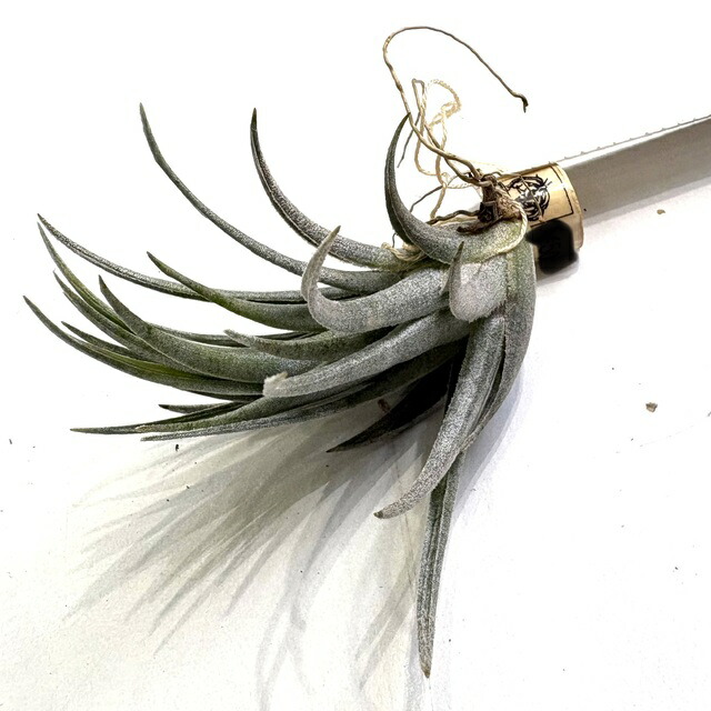 楽天市場】(現品) チランジア 'ティムズ ロイヤルトレジャー' (No