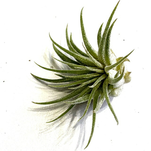 楽天市場】(現品) チランジア イオナンタ 'アプレタード' (RFI) (No