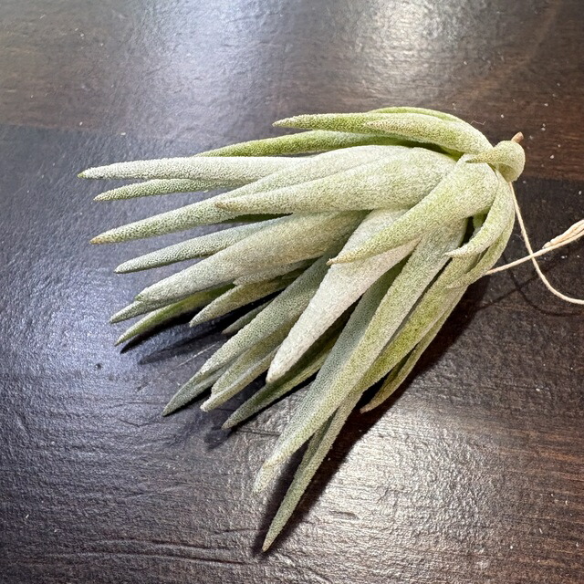 (現品) チランジア ブラキフィラ (No.21854)   (エアープランツ 観葉草木 格好のいい 飾りつけ 室内装飾 ミニ 小型 大型 吊り下げ brachyphylla)