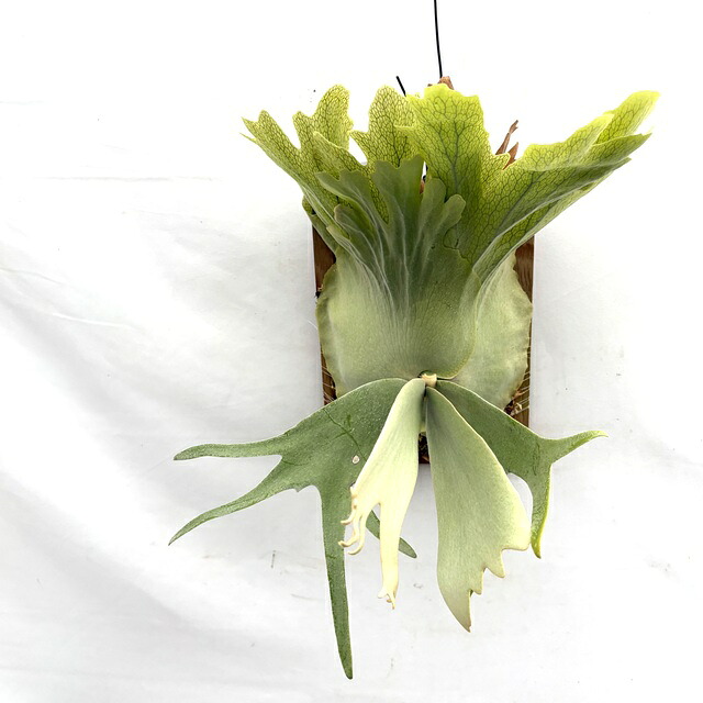 (現品) ビカクシダ ウィリンキー バリ (No.41201) (コウモリラン 観葉植物 おしゃれ インテリア 吊り下げ 壁掛け ミニ 小型 大型 室内 Platycerium willinckii Bali)