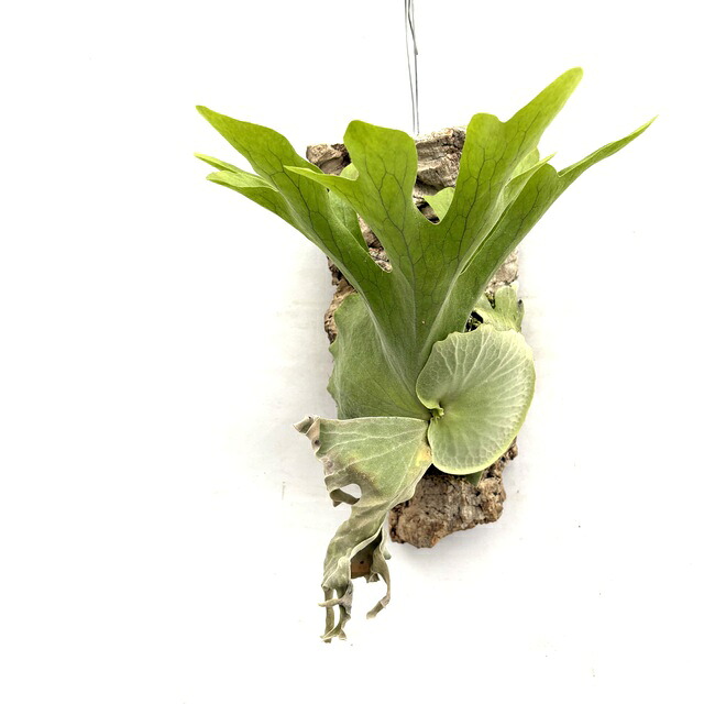 (現品) ビカクシダ ワリチー (TC) (No.41177) (コウモリラン 観葉植物 おしゃれ インテリア 吊り下げ 壁掛け ミニ 小型 大型 室内 Platycerium wallichii メリクロン苗)｜エアープランツ専門店 B＆L