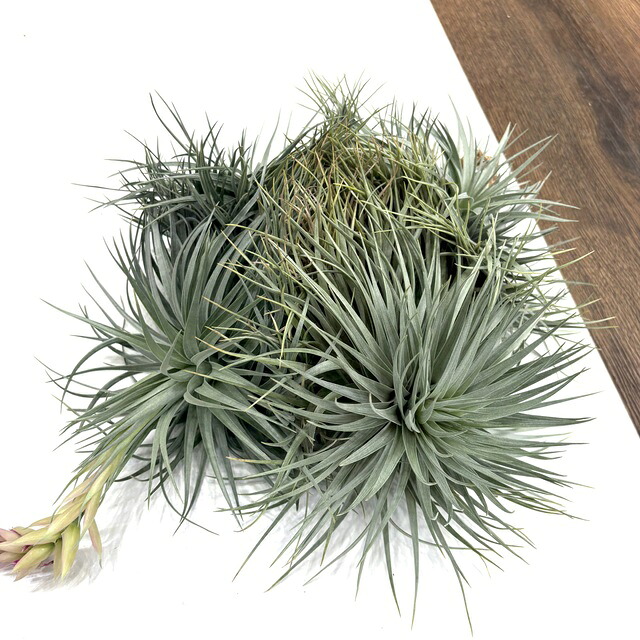 (現品) チランジア ストリクタ シルバータイプ (No.22103) (エアープランツ ティランジア 観葉植物 おしゃれ 壁掛け インテリア ミニ 小型 大型 吊り下げ 室内 stricta)｜エアープランツ専門店 B＆L