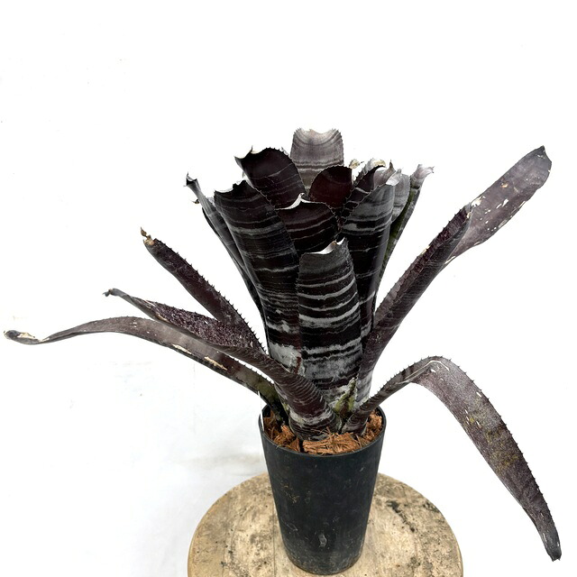 (現品) エクメア チャンティニー ゾンビ (No.62610) (観葉植物 おしゃれ 壁掛け インテリア ミニ 小型 大型 吊り下げ 室内 タンクブロメリア Aechmea chantinii Zombie)｜エアープランツ専門店 B＆L