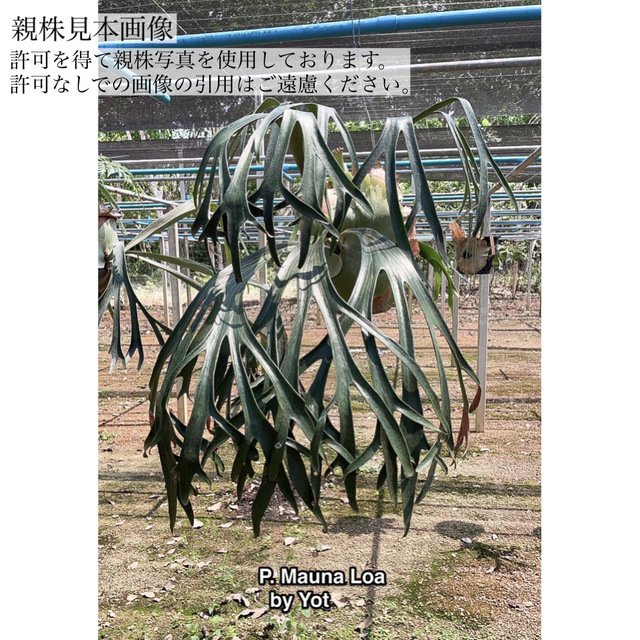 ビカクシダ  スリボウ ② 楽天市場】(現品) ビカクシダ 'スリボウ' (No.40878) (コウモリ