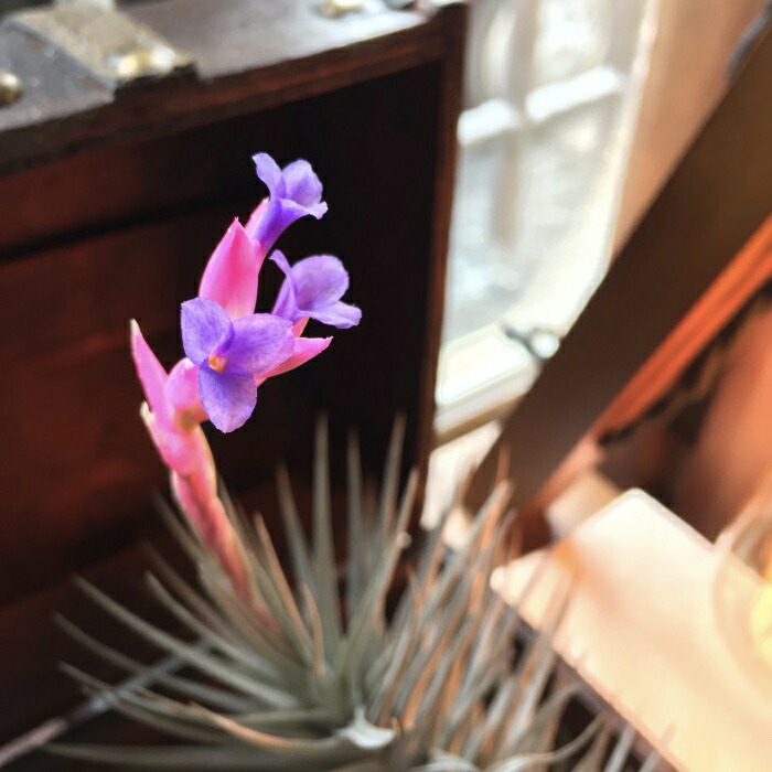 チランジア アエラントス ニグラ M Size エアープランツ ティランジア 観葉植物 瀟洒 置き物 調度品 ミニ 小型 釣り下げ 室内 ミニパープル Aeranthos Nigra Hotjobsafrica Org