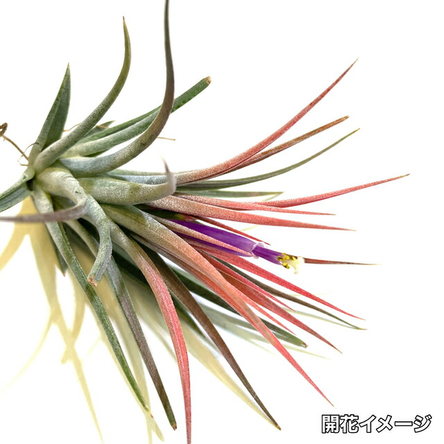 超希少❗️交配種❗️チランジア　ヘザーズブラッシュ （ブラキカウロス×エクセルタ）✨ ヘザーズブラッシュ（ ブラキカウロス × エクセルタ ）27号 | air