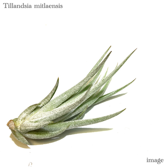 チランジア ミトラエンシス エアープランツ ティランジア 観葉植物 おしゃれ 壁掛け インテリア ミニ 小型 吊り下げ 室内 Mitlaensis Educaps Com Br