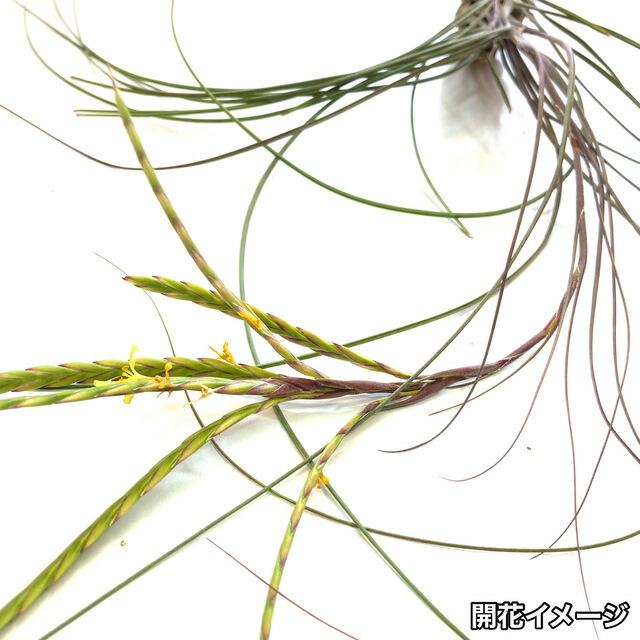 (現品) チランジア ディスティカ 'マキシマ' (No.21265) (エアープランツ ティランジア 観葉植物 おしゃれ 壁掛け インテリア ミニ 小型 吊り下げ 室内 disticha 'Maxima')