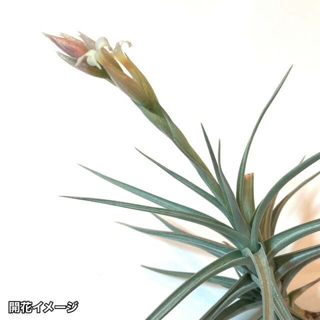 楽天市場】チランジア 'ミスティックレインボー' (エアープランツ