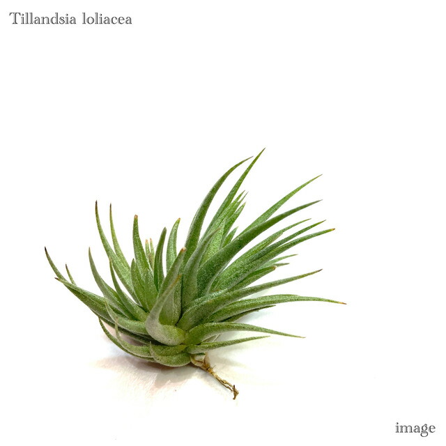 楽天市場】チランジア トリコレピス (エアープランツ ティランジア