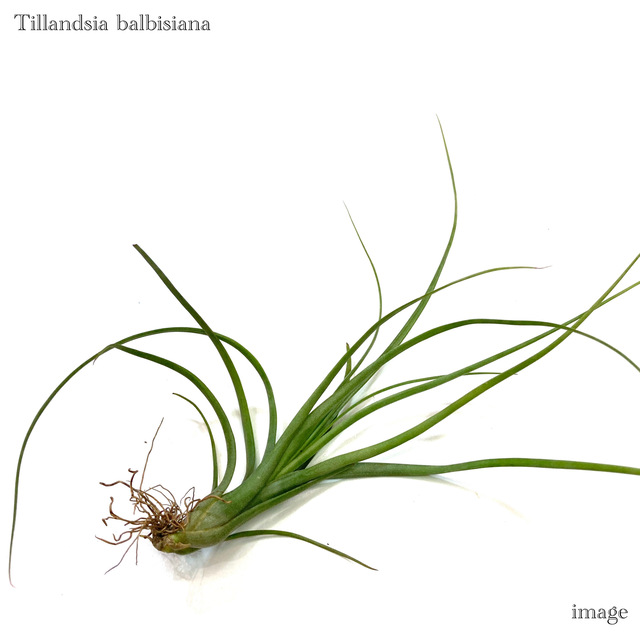モ*オ様 レア⭐︎ チランジア　ブルボーサ　アルバ　エアプランツ 現品) チランジア ブルボーサ アルバ (No.21769) (エアープランツ