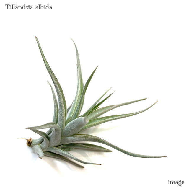 楽天市場】チランジア ファシクラータ M size (エアープランツ