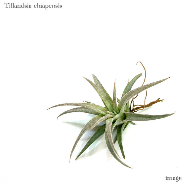 楽天市場】(現品) チランジア ブルボーサ アルバ (No.21769) (エアー