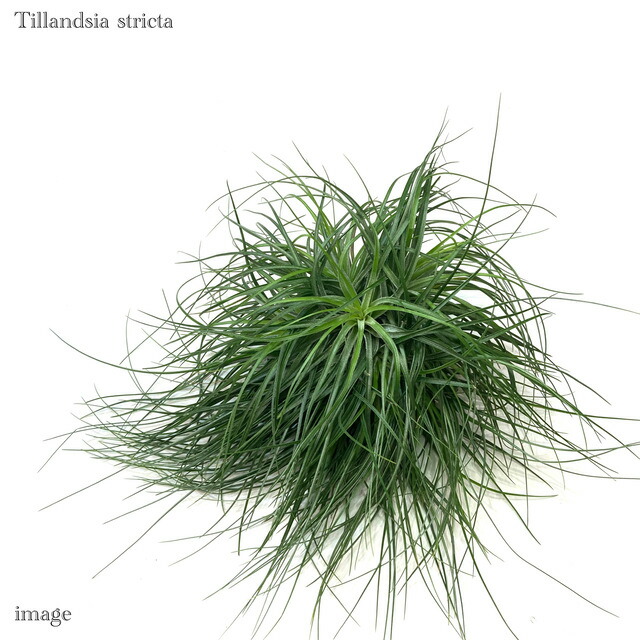 チランジア ストリクタ クランプ エアープランツ ティランジア 観葉植物 おしゃれ 壁掛け インテリア ミニ 小型 大型 吊り下げ 室内 Stricta Uipma Org Ar