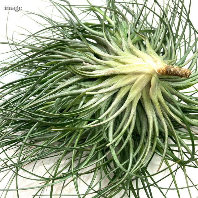 チランジア ストリクタ クランプ エアープランツ ティランジア 観葉植物 おしゃれ 壁掛け インテリア ミニ 小型 大型 吊り下げ 室内 Stricta Uipma Org Ar