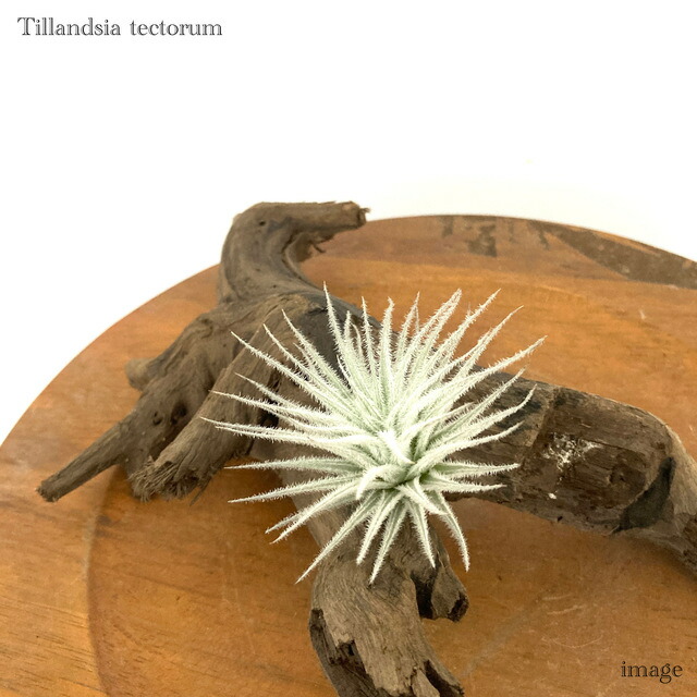 楽天市場】(送料無料) エアープランツ イオナンタ 4種 セット (初心者