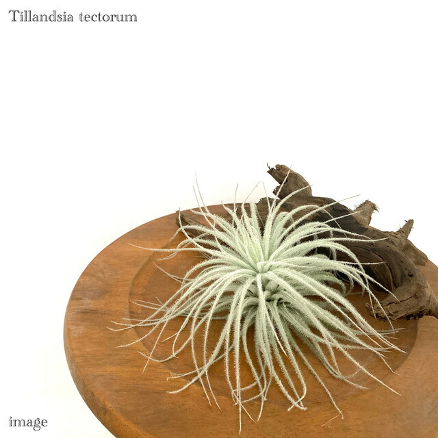 楽天市場】(現品) チランジア 'レッドロビン' (No.21976) (エアー