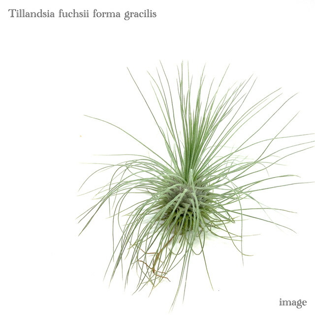 楽天市場】チランジア イオナンタ 'グアテマラ' M size (エアー