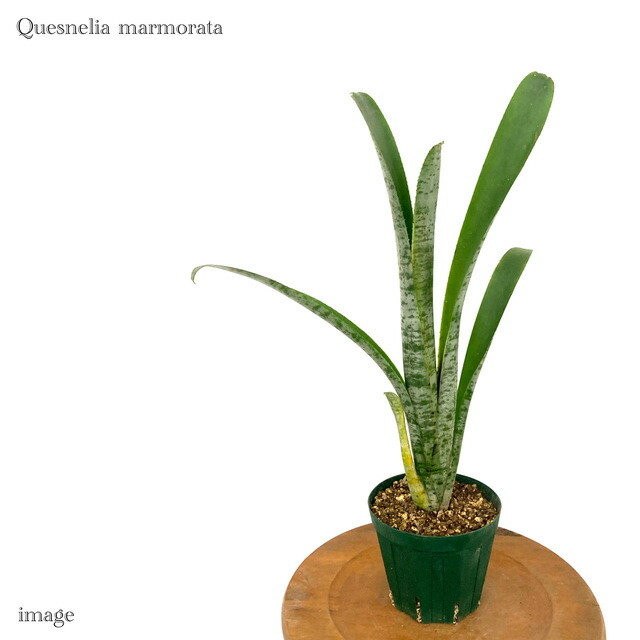 楽天市場】(現品) ケスネリア テストゥド 'アルボマージナータ' (No