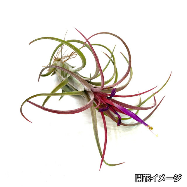 大株 ストリクタ・ピニフォルミス (エアープランツ、チランジア) 楽天
