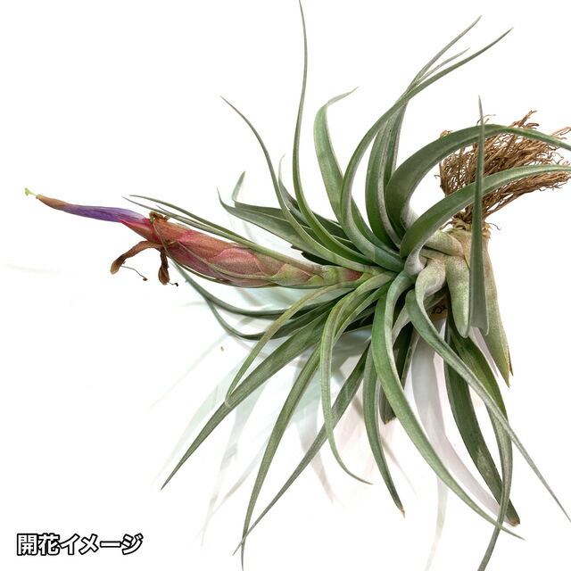 楽天市場】(現品) チランジア 'カメレオン' (No.22006) (エアー