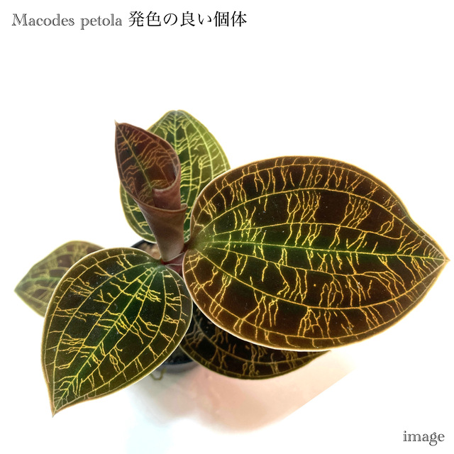 楽天市場】マコデス ペトラ (ジュエルオーキッド 宝石蘭 観葉植物 熱帯