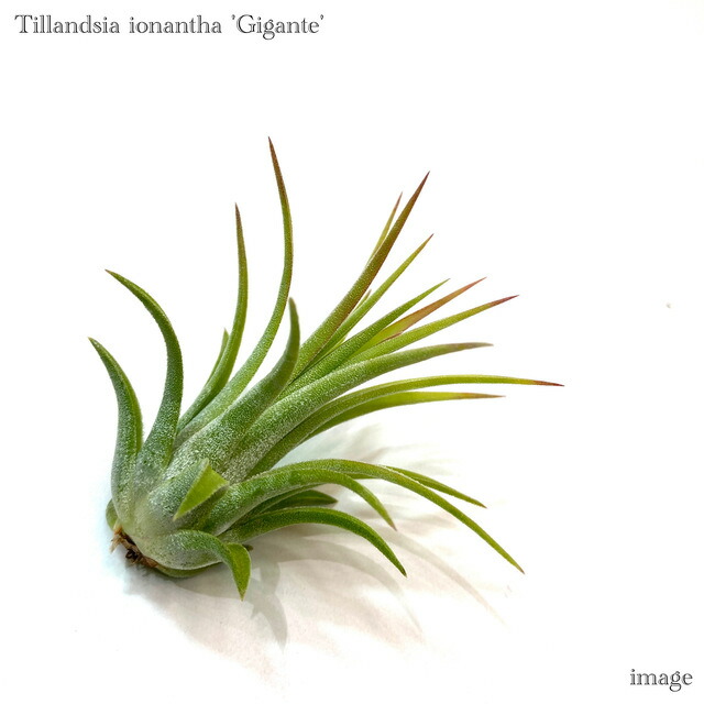 楽天市場】(現品) チランジア カプトメデューサ 'ジャイアント' (No