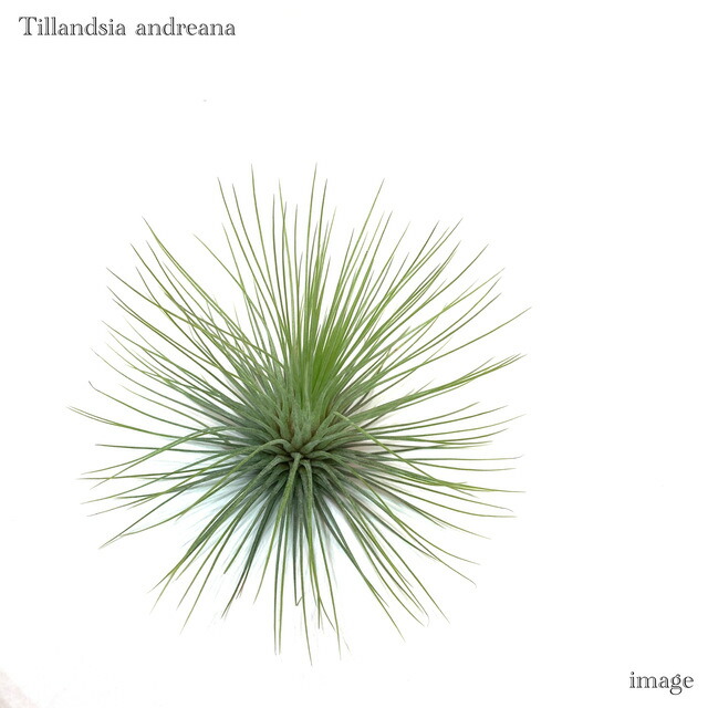 楽天市場】チランジア ファシクラータ M size (エアープランツ