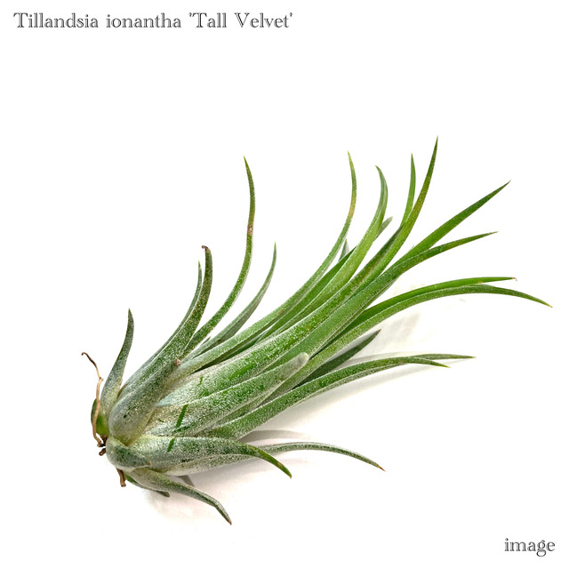 ブロメリア・エアープランツ T. bulbosa forma Alba 楽天市場】(現品) チランジア ブルボーサ アルバ (No.21769) (エアー