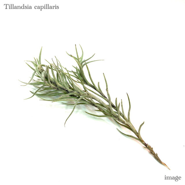 楽天市場】チランジア トリコレピス (エアープランツ ティランジア