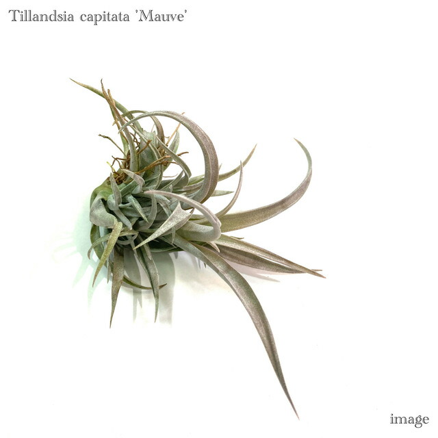 楽天市場】チランジア トリコレピス (エアープランツ ティランジア