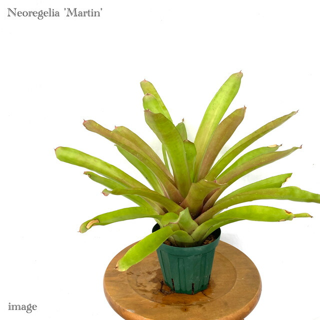 楽天市場】ネオレゲリア 'ルブロビッタータ' (観葉植物 おしゃれ