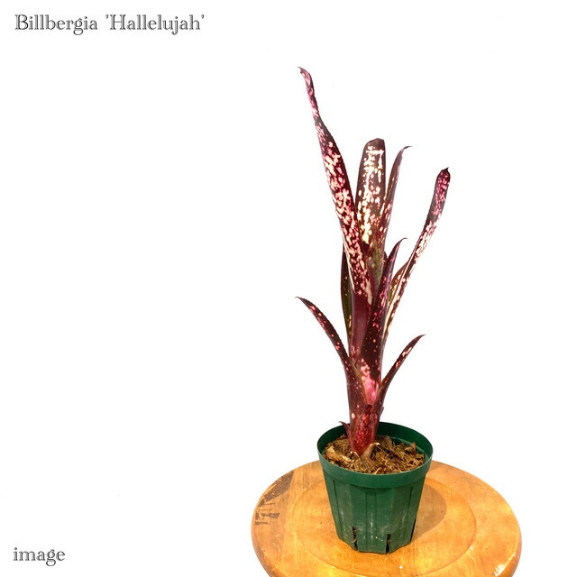 ブロメリア・エアープランツ Billbergia Obi-Wan 楽天市場】(現品) ビルベルギア 'オビワン' (No.62405) (観葉