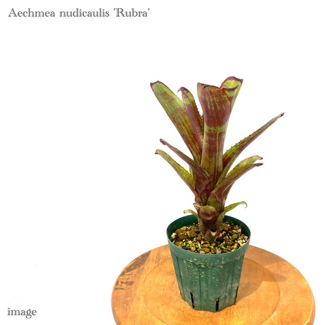 ブロメリア・エアープランツ Aechmea 'Silver Streak Nudicaulis' A0162 Aechmea nudicaulis 'Silver Streak' - Bird Rock Tropicals