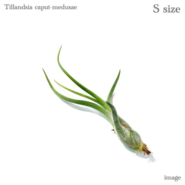 チランジア Pang Maralyn チランジア Pang Maralyn 【公式通販】