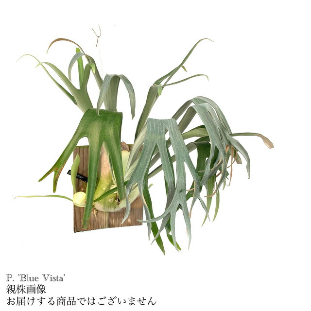 楽天市場】(現品) ビカクシダ 'ポールホワイター' (pup) (No.40848