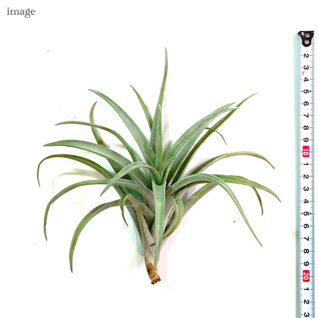 流行に チランジア ハリシー L Size エアープランツ ティランジア 観葉植物 おしゃれ 壁掛け インテリア ミニ 小型 大型 吊り下げ 室内 Harrisii Ksumart Com