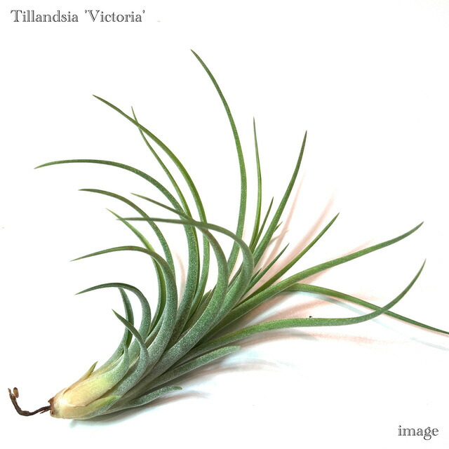 楽天市場】チランジア アトロビオラセア (エアープランツ