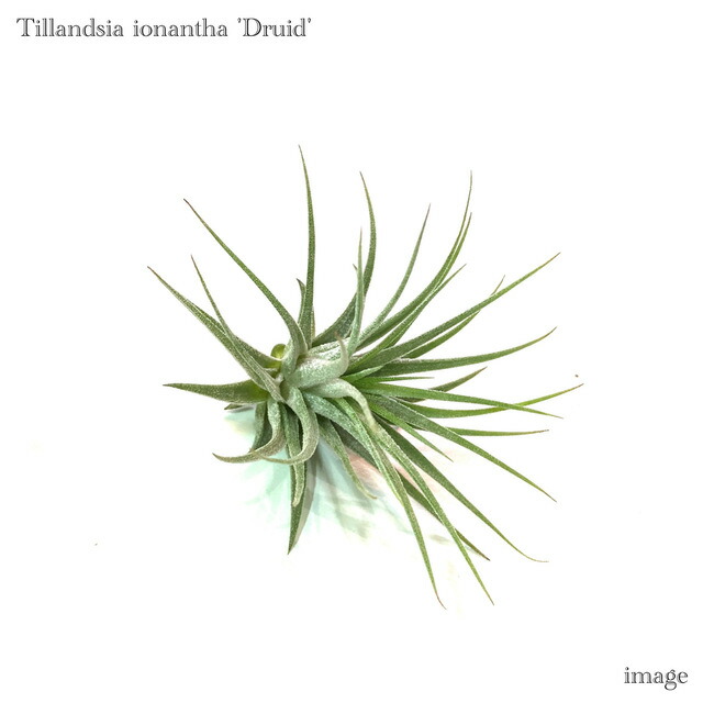 Tillandsia チランジア　4種類　18株セット（イオナンタ　アルビノ等） 楽天市場】チランジア イオナンタ 'アルビノ' (エアープランツ