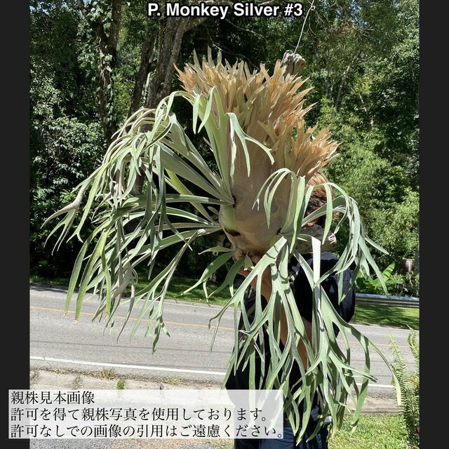 楽天市場】(現品) ビカクシダ 'チャールズアルフォード' (TC