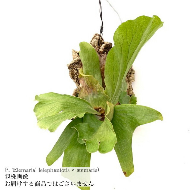 楽天市場】(現品) ビカクシダ アンディナム (pup) (No.40811